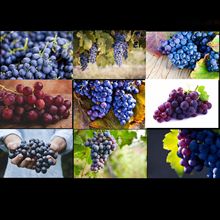 30212葡萄图片葡萄提子新鲜水果果蔬高清图片美食海报