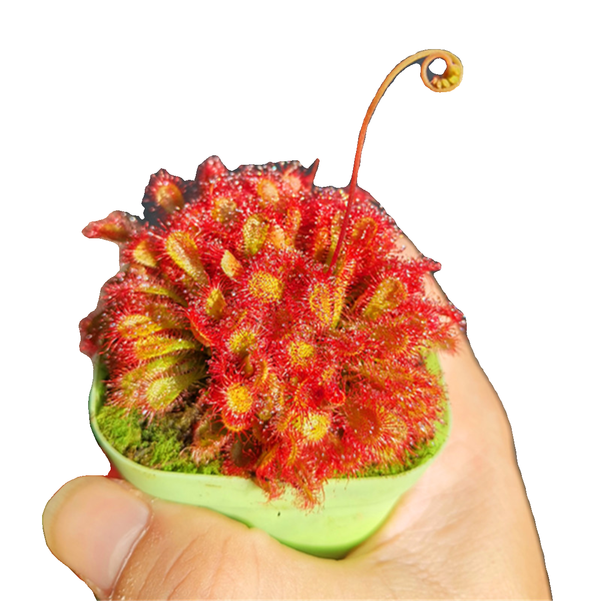 洛弗丽茅膏菜群生爆盆食虫植物盆栽食人花捕蝇草微景观雨林缸造景