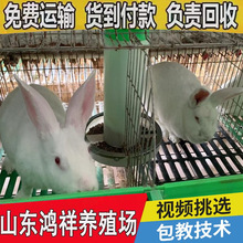 50只肉兔养殖利润怎么样 山东厂家长期批发伊拉肉兔 赠送养殖笼
