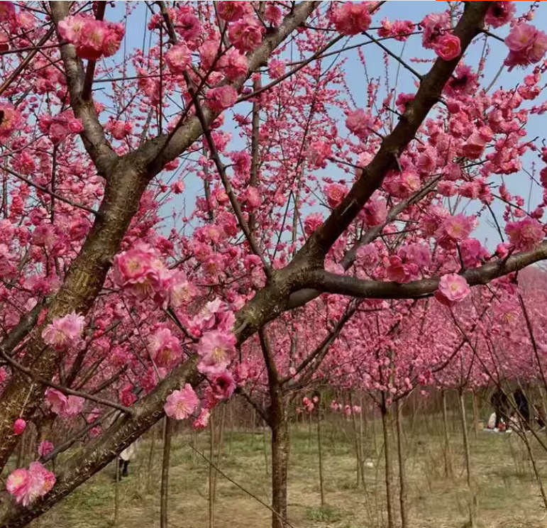 一件代发红梅花树苗庭院种植耐寒植物原生高杆骨里红梅嫁接朱砂梅