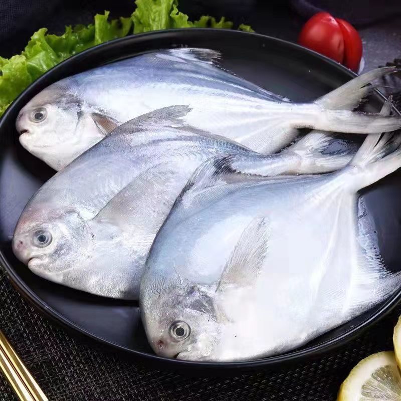 鲳鱼新鲜大号海鲜直播银昌鱼野生鲳鱼批发冰鲜海