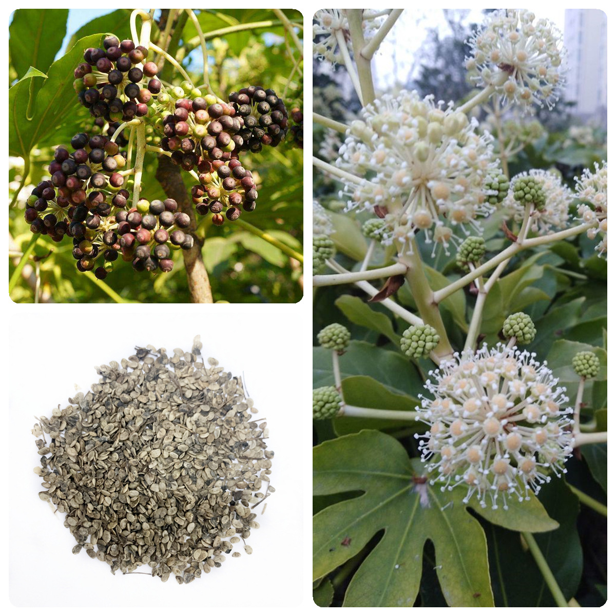 供应八角金盘种子