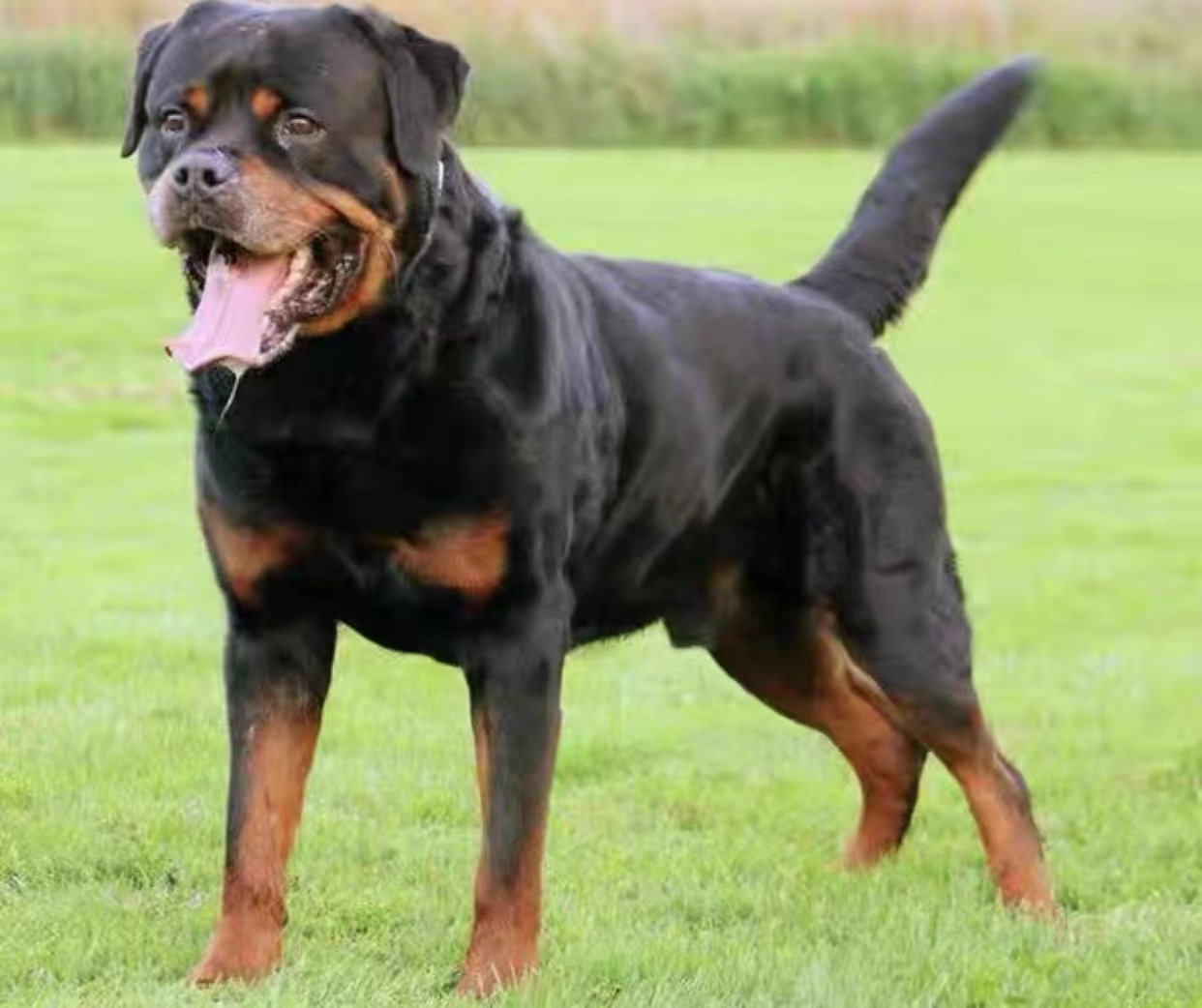 0成交0只现货供应金毛犬幼犬 导盲犬巡回猎犬家养大头幼犬