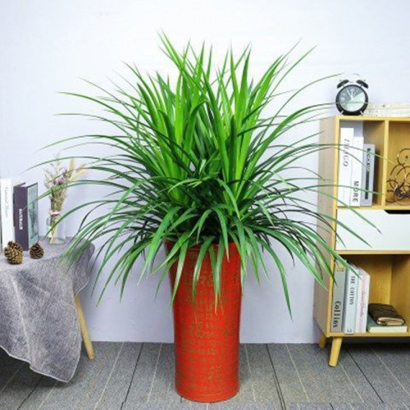 龙血树室内好空气多头龙须树盆栽客厅大型花卉绿植四季盆景开花