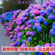 绣球花种籽子八仙花种四季播种开花易活盆栽庭院无尽夏绣球花种子