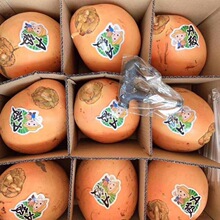 海南黄金椰子三亚特产新鲜水果黄金红椰九个装现摘带皮送开椰器