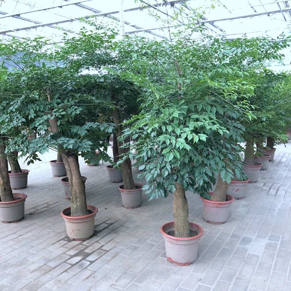 幸福树盆栽 大叶幌伞枫 菜豆树 接骨凉伞 绿宝 园艺绿化花卉盆栽