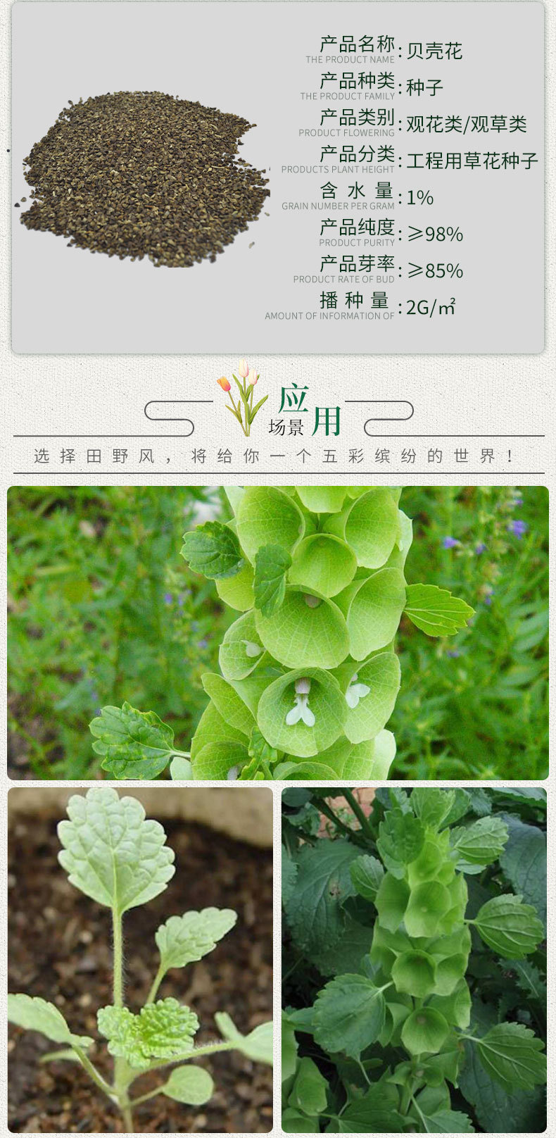 贝壳花种子批发 景观绿化四季家庭盆观赏花观赏草工程用草花种子