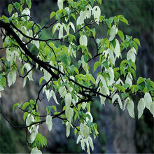 基地批发名贵树种珙桐树苗别墅庭院绿植鸽子花园林景观风景绿化树