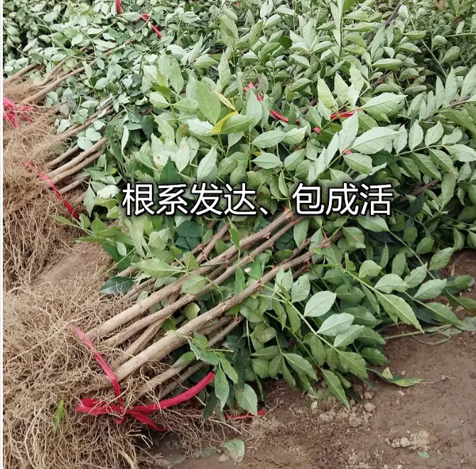 一件代发大红袍花椒苗树食用盆栽盆栽地栽南北种植花椒苗四川麻椒