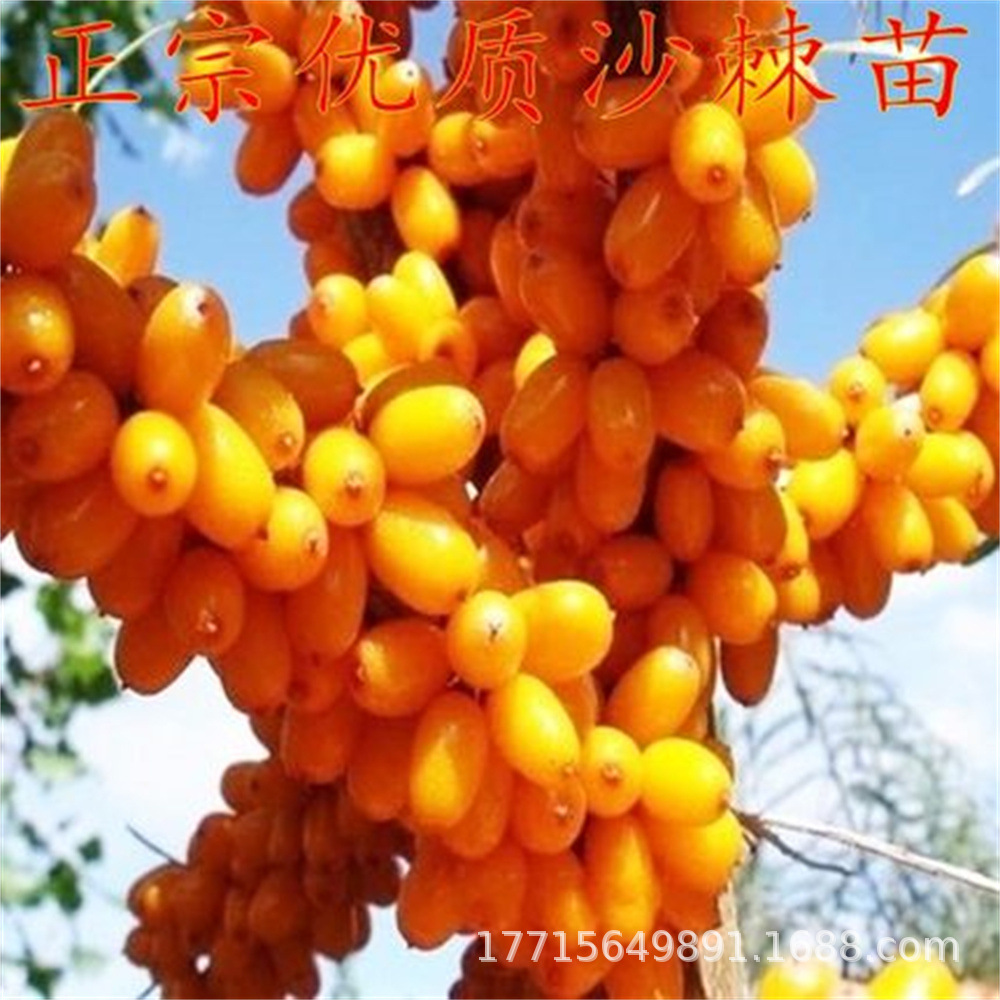 大果沙棘果树苗 中华沙棘苗 俄罗斯沙棘树苗 真正沙棘树当年结果