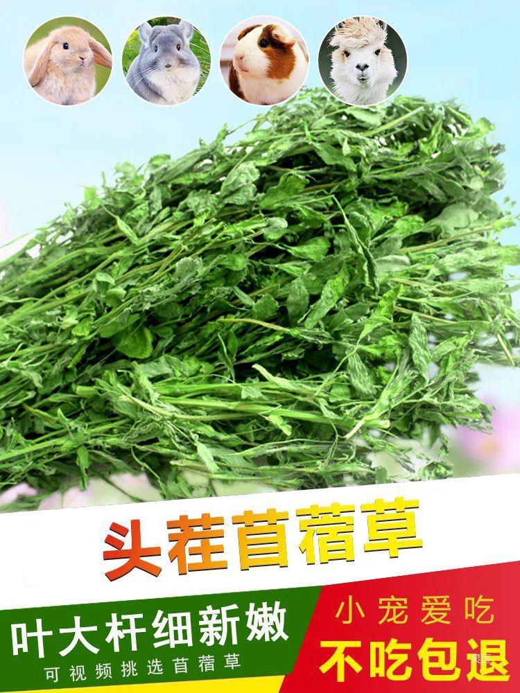 紫花苜蓿草1kg豚鼠荷兰猪龙猫兔子牧草饲料幼兔粮干草兔草苜宿草