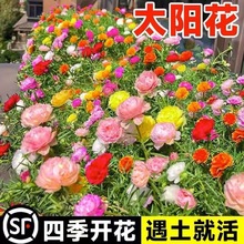 重瓣花种子四季种开花易成活花籽阳台室内盆栽苗花卉种孑