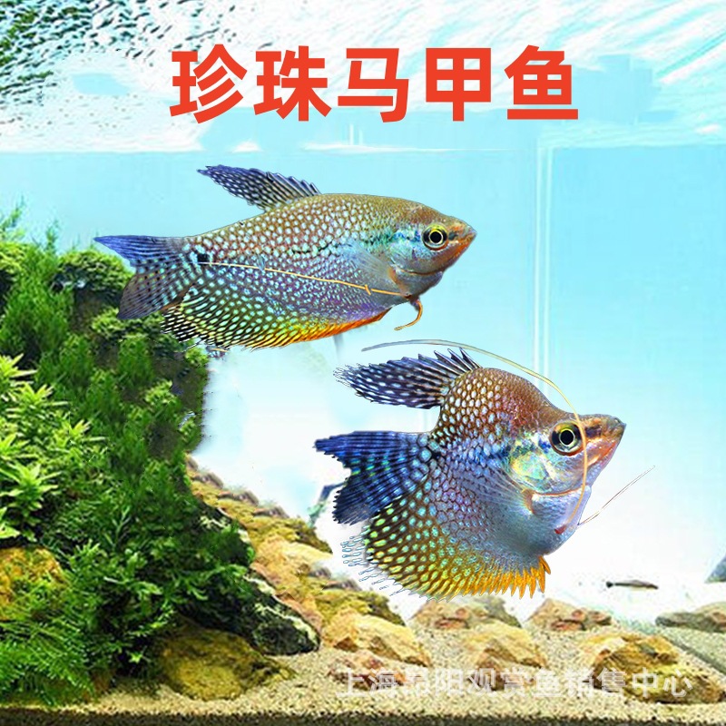 珍珠马甲鱼活体黄金马甲球蓝曼龙球好养热带观赏鱼水族渔场批发