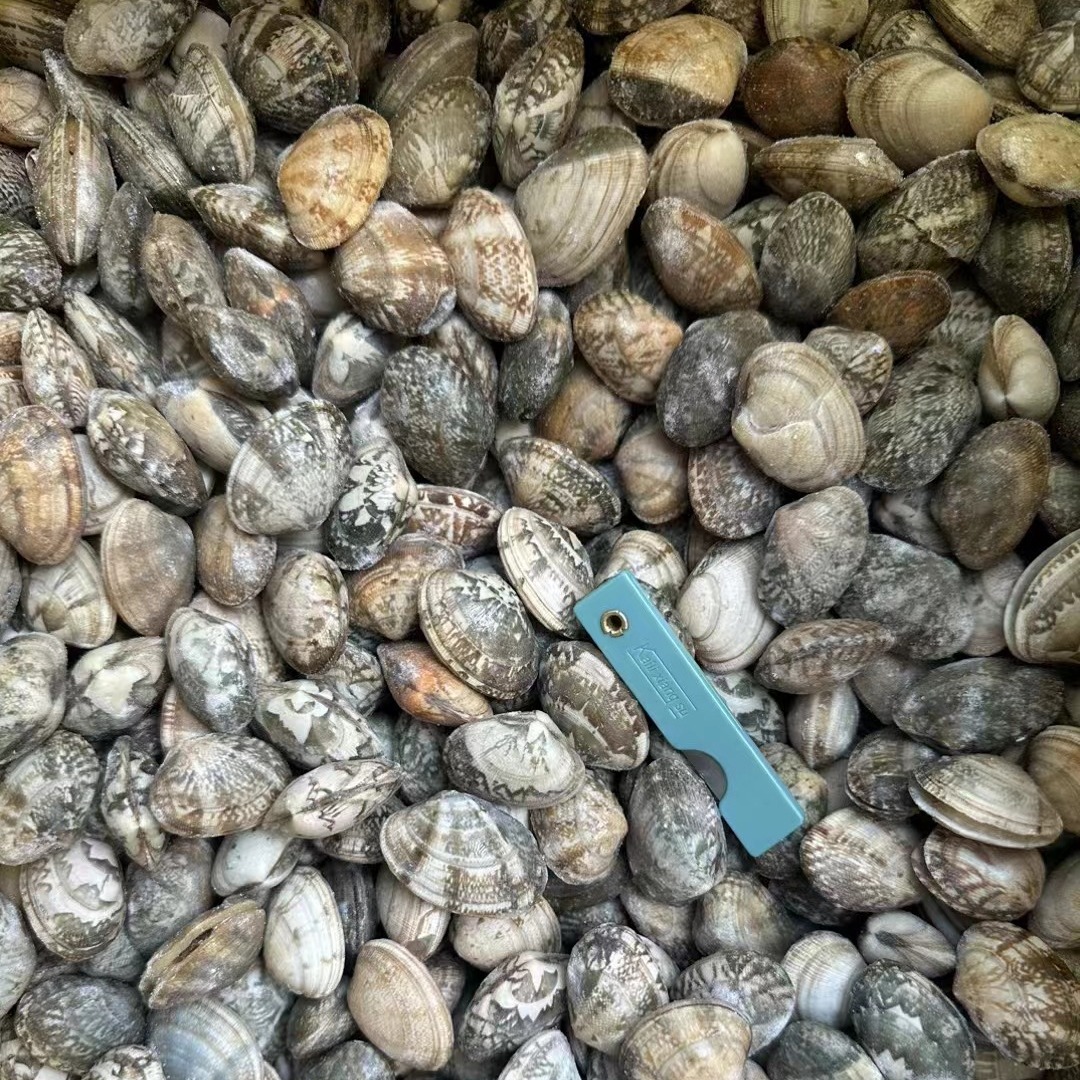 连云港发货生冻带壳无沙花甲l号毛重5公斤净8.2斤商用-阿里巴巴