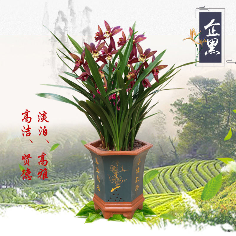 红香妃建兰-红香妃建兰厂家,品牌,图片,热帖-阿里巴巴