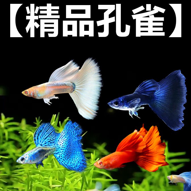 孔雀凤尾鱼苗热带观赏鱼小型淡水好养精品斑马金鱼红扇礼服日本蓝