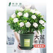 适合懒人养的花花草植物盆栽室内好养禄植家庭电视柜旁边绿植家里