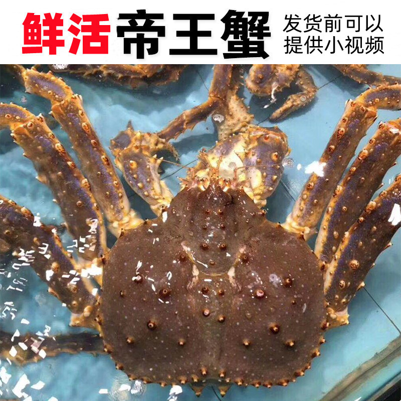 鲜活帝王蟹非冰鲜 阿拉斯加超大3-10斤长脚蟹皇帝蟹俄罗斯霸王蟹