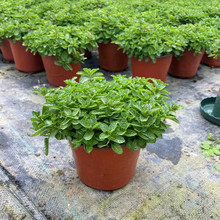 薄荷盆栽新鲜可食用香叶苗室内花园驱蚊植物猫苗绿植花卉