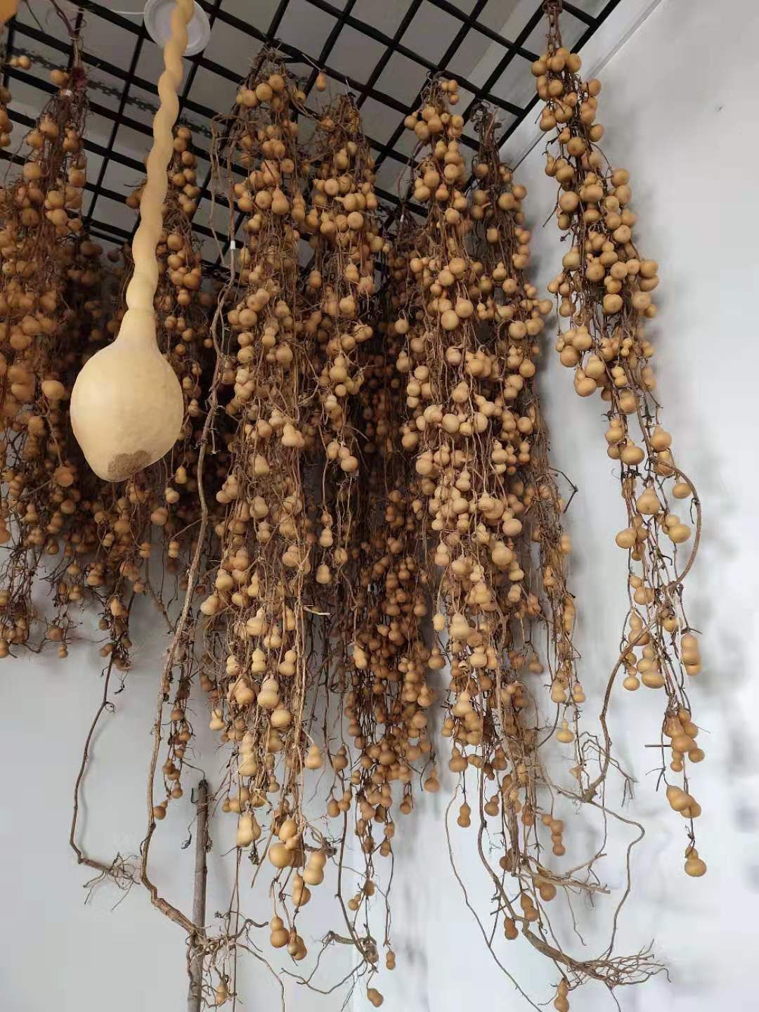 直销天然手把文玩连枝连藤手捻小葫芦工艺品挂件4-6厘米镇宅