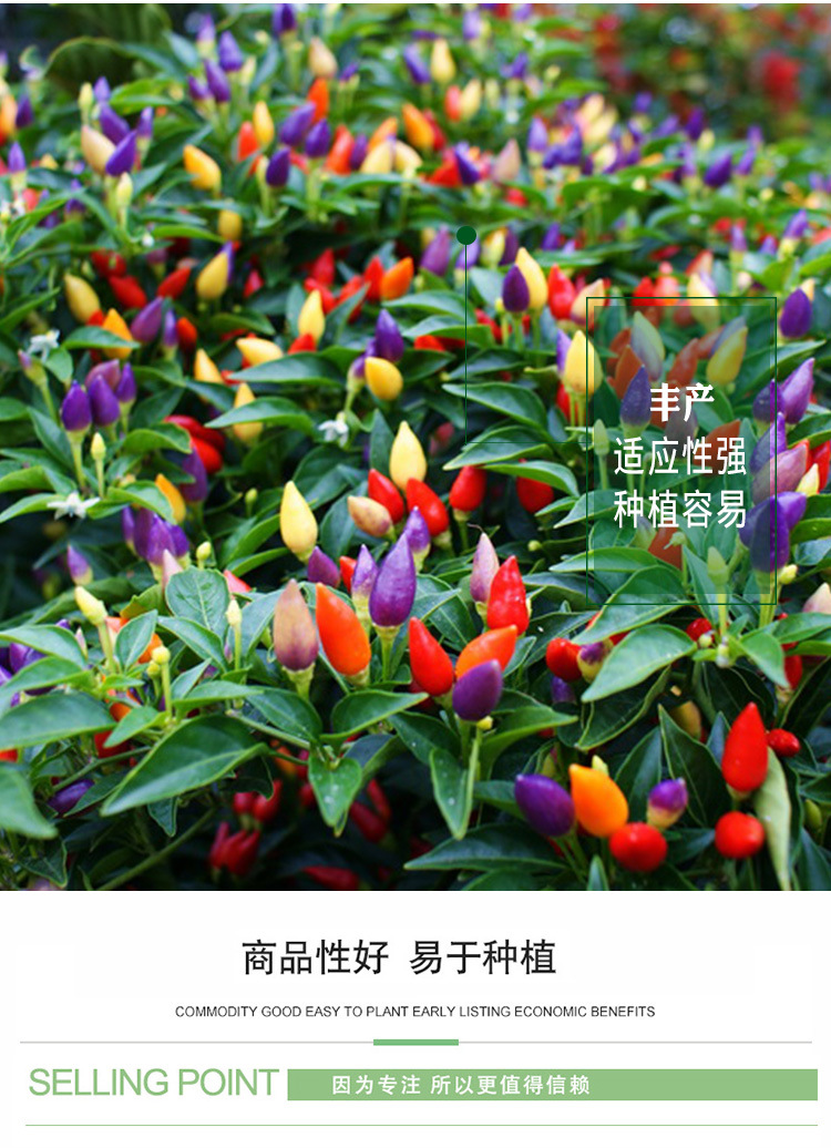 七彩椒辣椒种子 农田菜园可四季盆栽七彩椒彩色小朝天椒蔬菜籽