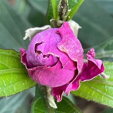 正品进口法兰西玫瑰花粉玫瑰花茶工厂批发散装无硫茶干玫瑰花蕾