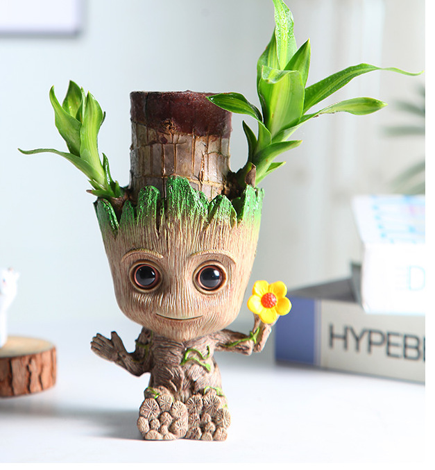 巴西木水养幸运木开花带芽苞格鲁特情侣款水培绿植办公室迷你盆栽