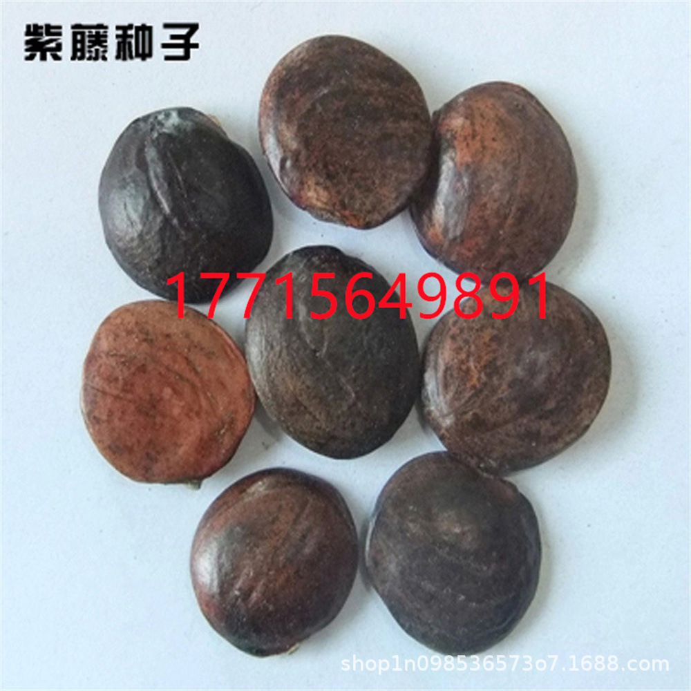 多花紫藤种子 紫藤盆景 新种子绿化行道林木苗木树种子 攀爬植物