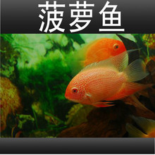 金菠萝鱼菠萝喷点肯梅塔热带鱼活体水族宠物鱼淡水中型鱼活体鱼苗