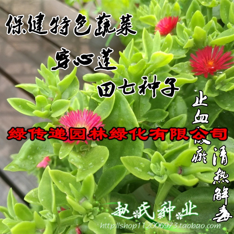 田七菜种子孑穿心莲金不换可做沙拉农家菜园四季播盆栽野菜蔬菜籽