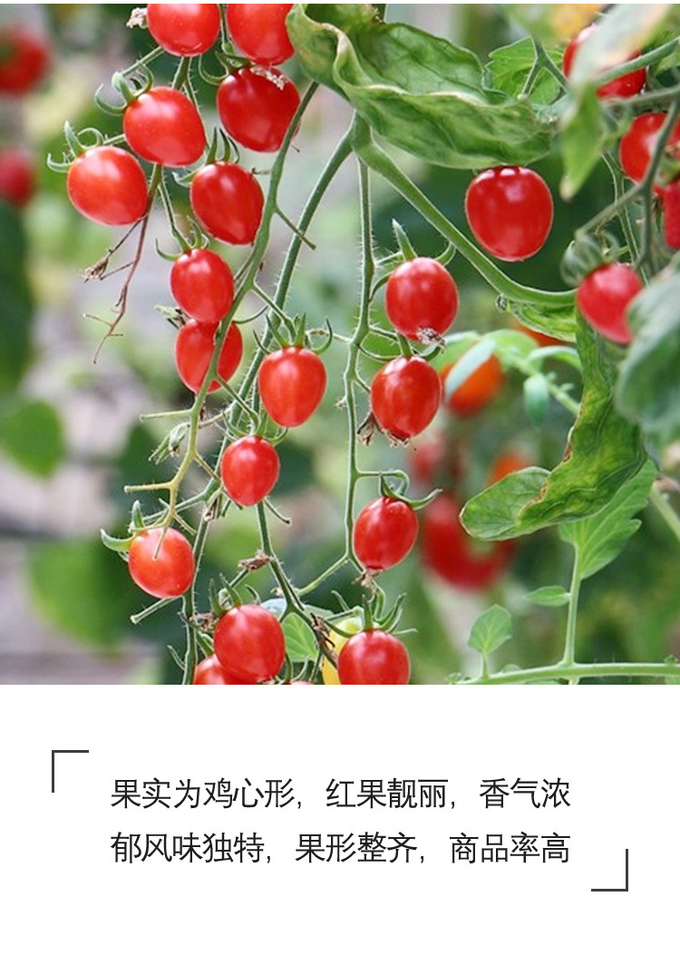 釜山88千禧圣女果种子玲珑小番茄种籽孑四季蔬菜果苗秧苗籽种菜种