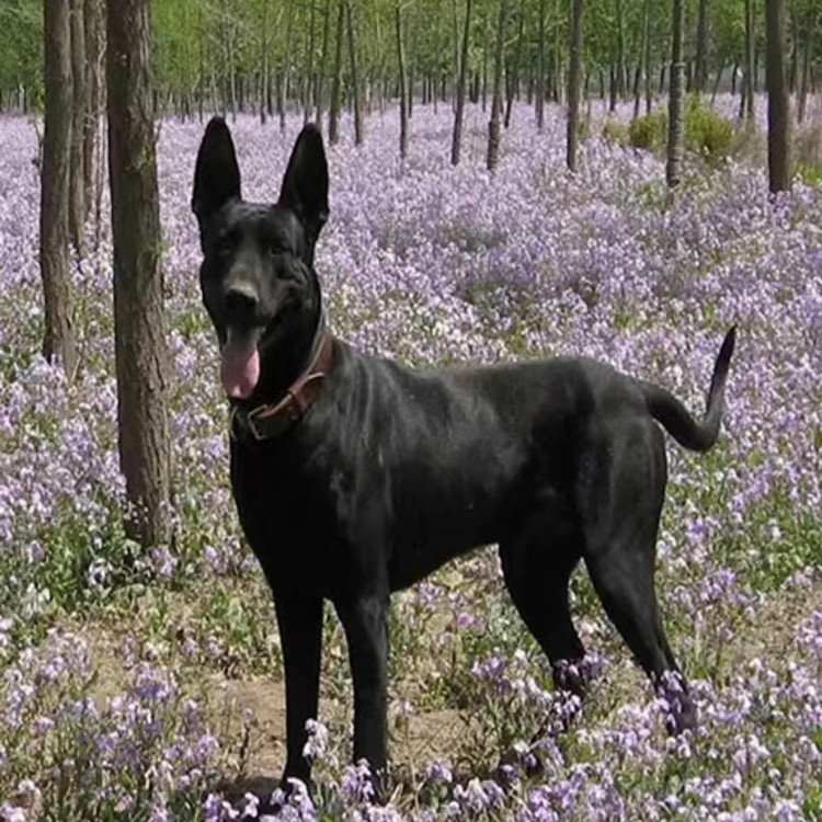 0成交0个商家供应 黑狼犬幼犬哪里买 巨型护卫犬看家护院纯黑色狼狗