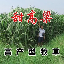 甜高粱种籽喂羊的饲料草畜牧多年生牧草种子饲用大力士甜高粱种子