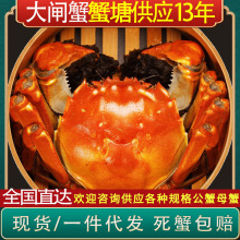 全母(3.5两8只)大闸蟹【活蟹】鲜活特大螃蟹活新鲜湖蟹河蟹水产蟹
