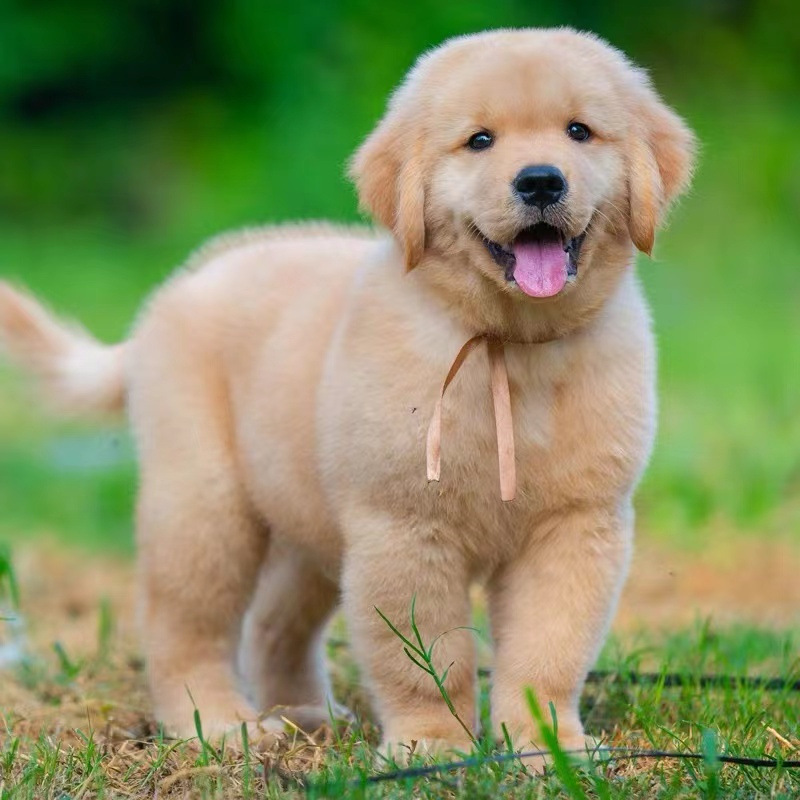 出售纯种双血统金毛犬活体幼犬宠物犬宠物狗金毛幼崽小狗家庭伴侣