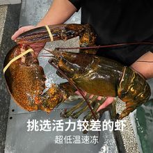 龙虾波士顿特龙海鲜水产鲜活冷冻波斯顿跨境批发工厂批发混批