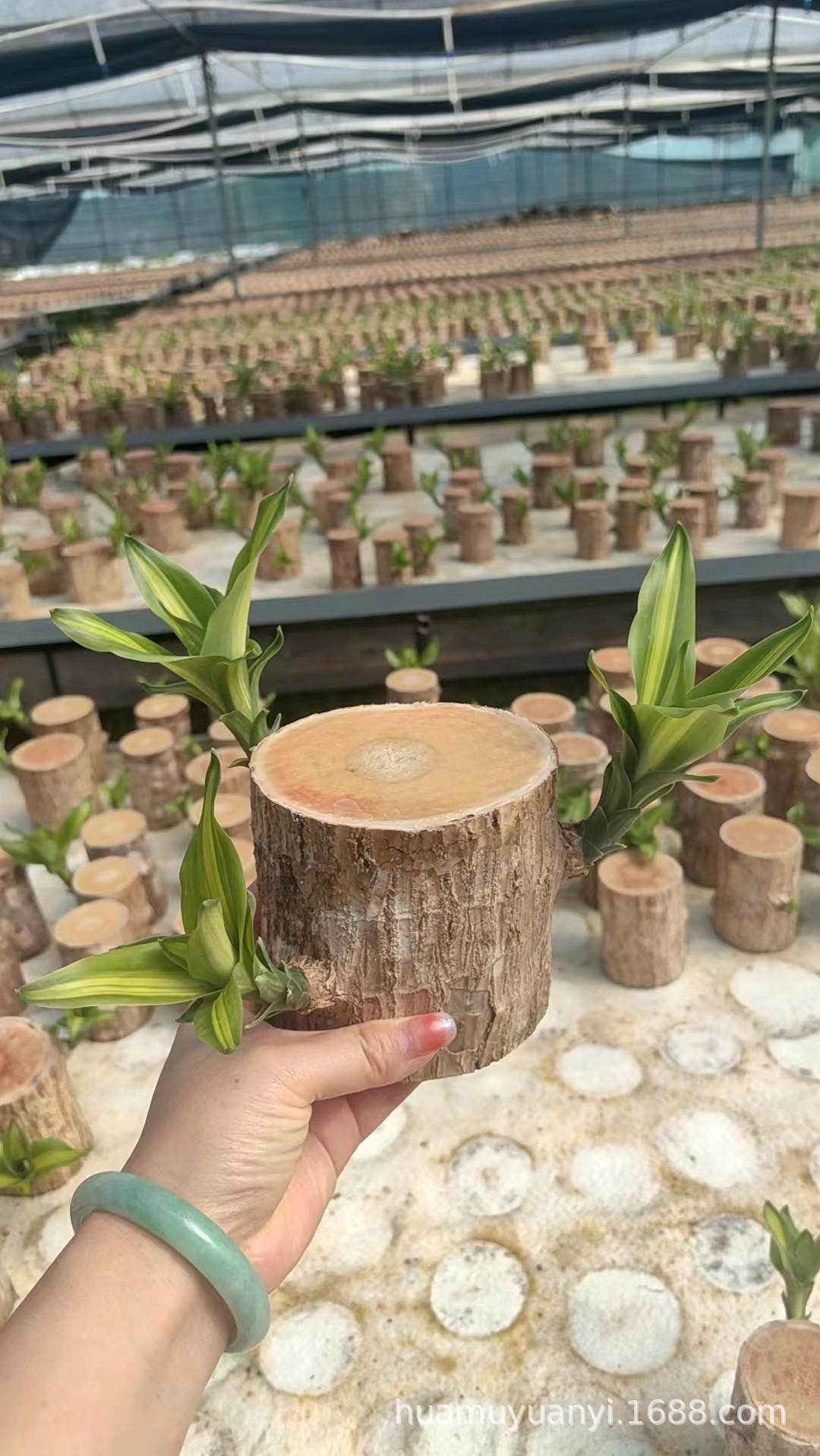 巴西木大型原木格鲁特带叶带芽开花室内绿植盆栽批发水培植物盆景