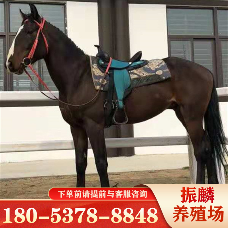 骑乘马新 伊犁马价 半血马 蒙古马一匹宠物矮马价格-阿里巴巴