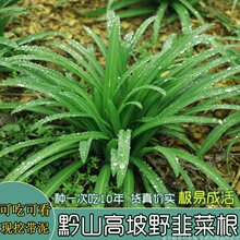 韭菜根苗花卉绿植贵州正宗宽叶韭观音石韭菜新鲜野菜大叶阳台植物