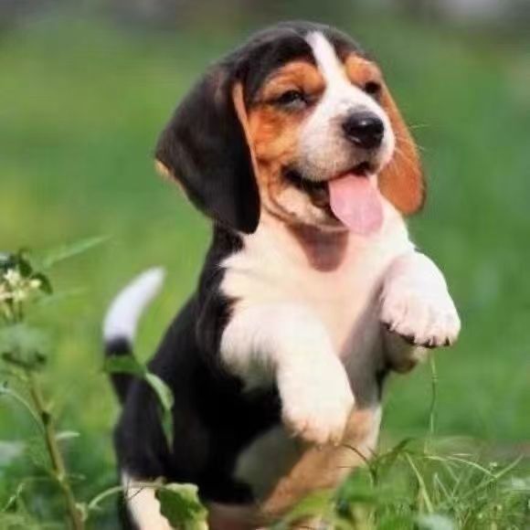 纯种比格犬幼犬纯种活体出售批发猎兔犬大耳朵比格小型犬宠物狗狗