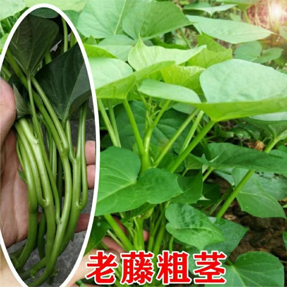 ly红薯苗食叶型红薯苗地瓜叶新鲜苗专吃叶子番薯叶苗秧台湾红薯苕