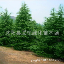 新采雪松种子 印度雪松树种子宝塔松种子雪松树苗种籽 国外松种子