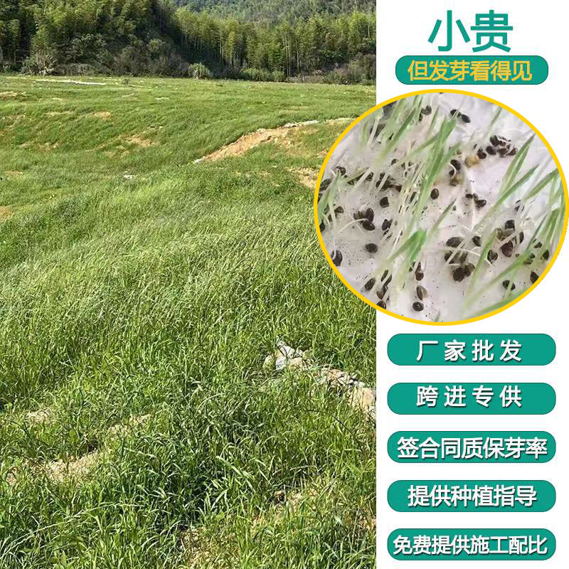 四季草籽狗尾草草种籽耐热耐高温耐旱耐贫瘠绿化种子山体边坡复绿