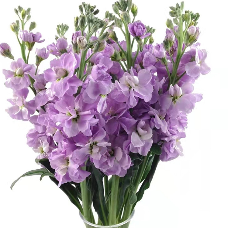 云南昆明基地紫罗兰新鲜批发家用插花养花生活用花花店花艺鲜切花