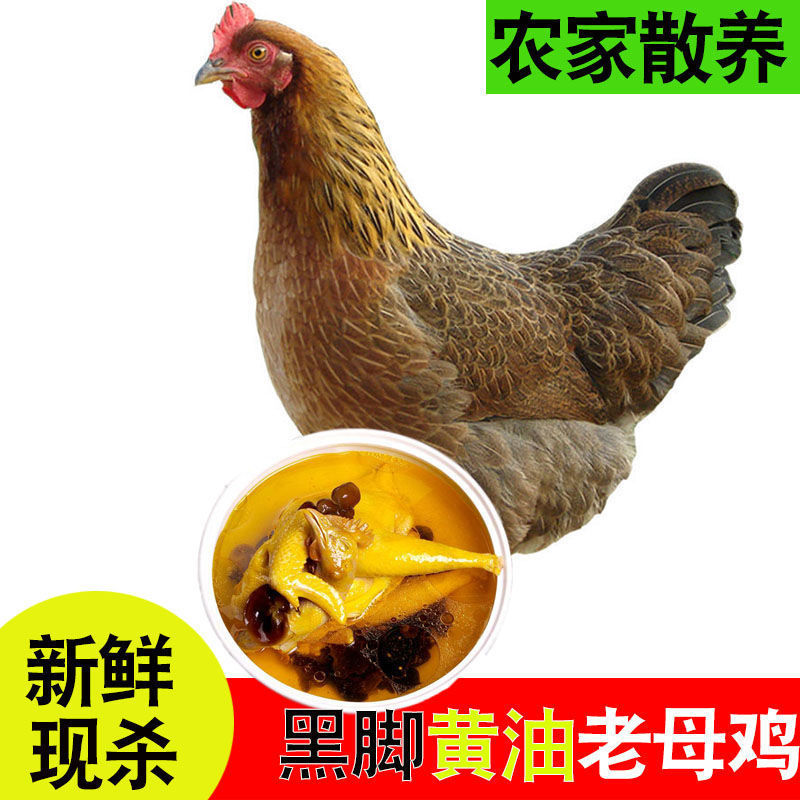 正宗农家散养2年黑脚老母鸡土鸡走地鸡笨鸡整三黄鸡柴鸡新鲜现
