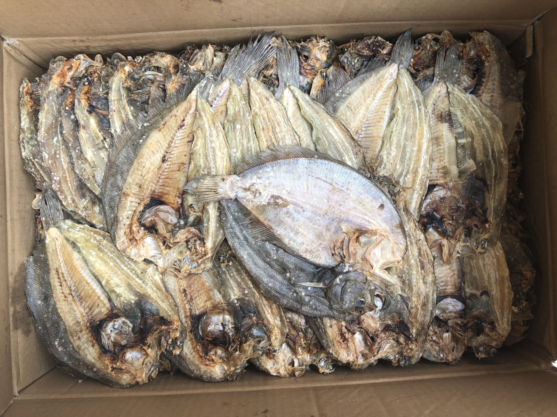 大地鱼干比目鱼铁脯鱼 左口鱼海味水产干货批发