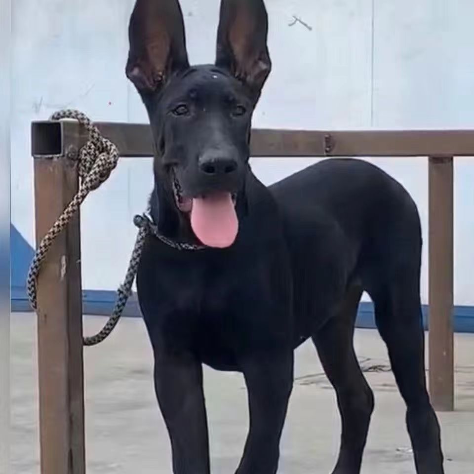 黑狼犬幼犬纯种大型看家护院黑色中华狼狗墨界黑狼幼崽大型犬
