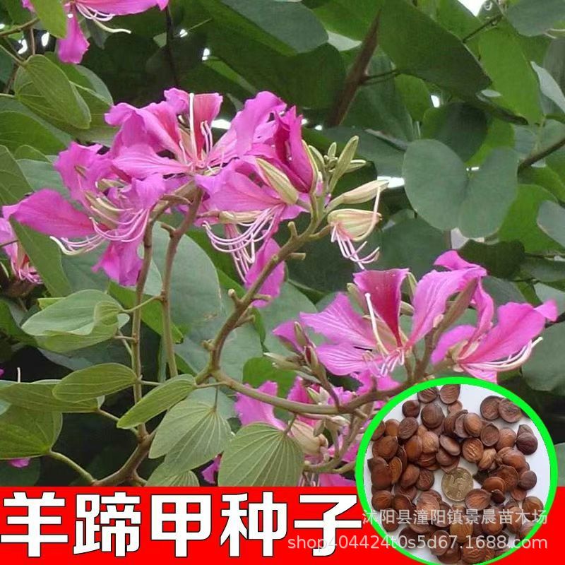 羊蹄甲种子 红花羊蹄甲 宮粉羊蹄甲洋紫荆红花紫荆弯叶树种子四季