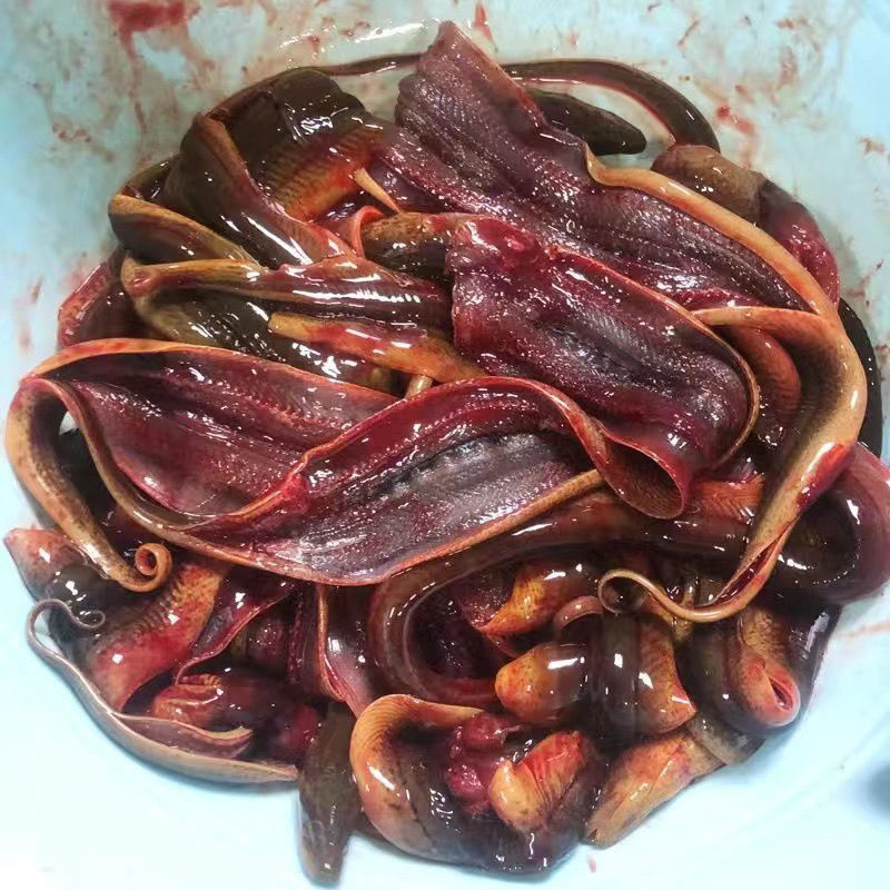 野生长鱼黄鳝鲜活现杀新鲜鳝鱼去肠剔骨餐饮排档专用跨境-阿里巴巴